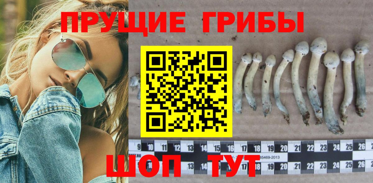 Псилоцибиновые грибы Psilocybe Волгоград